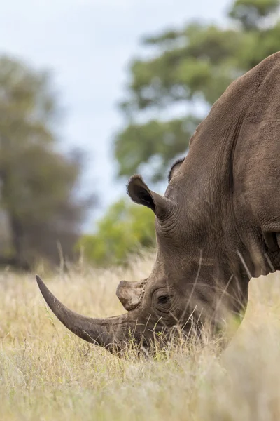 Südliches Breitmaulnashorn im Kruger Nationalpark — Stockfoto