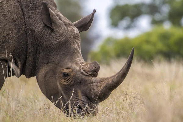 У білий носоріг в Національний парк Крюгера — стокове фото