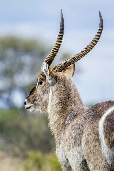 Kob śniady w Kruger National park — Zdjęcie stockowe