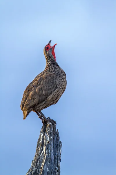 Spurfowl του Swainson εθνικό πάρκο Κρούγκερ — Φωτογραφία Αρχείου