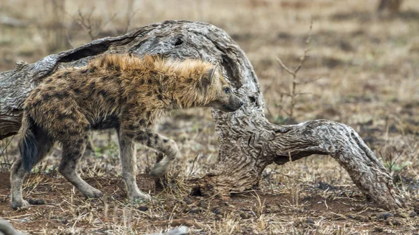 Gevlekte hyaena in Kruger National park — Stockfoto