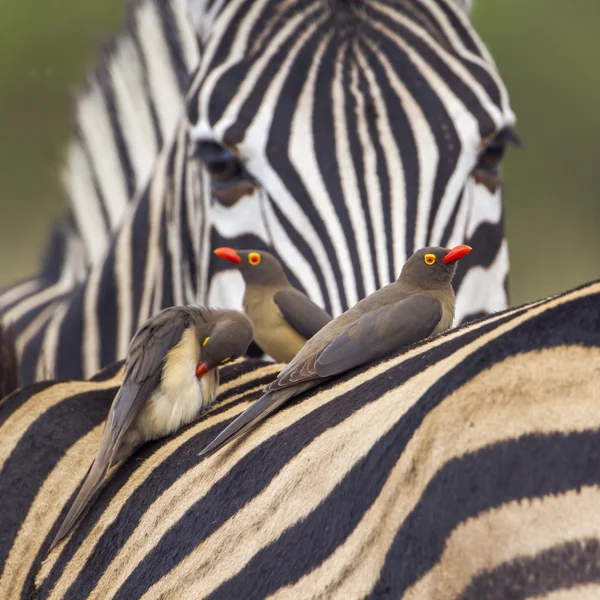Kırmızı gagalı Buffalo-Weaver Kruger National park