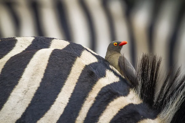 Buffalo-Weaver de factura roja en el Parque Nacional Kruger — Foto de Stock