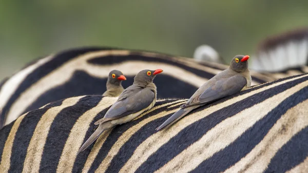 Červená účtoval Buffalo-Weaver v Kruger National park — Stock fotografie