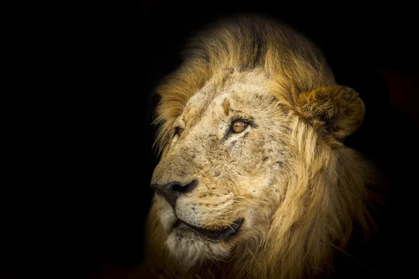 Lev v Kruger National park — Stock fotografie