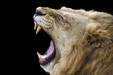 Lion in Kruger National park clipart