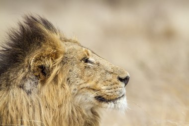 Aslan Kruger National park