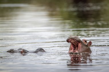 Su aygırı Kruger National park
