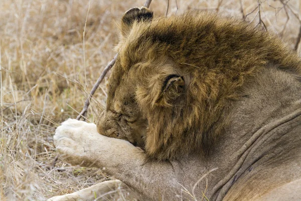 Löwe im Kruger Nationalpark — Stockfoto