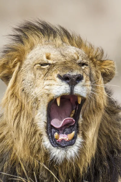 León en el Parque Nacional Kruger — Foto de Stock