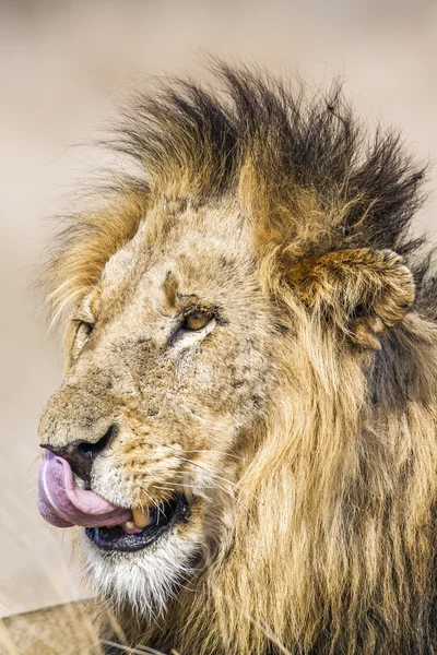 Lion dans le parc national Kruger — Photo