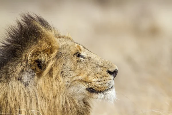 Löwe im Kruger Nationalpark — Stockfoto