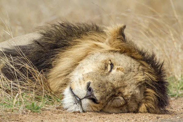 Lion in Kruger National park — Stock Photo, Image