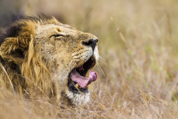 León en el Parque Nacional Kruger — Foto de Stock