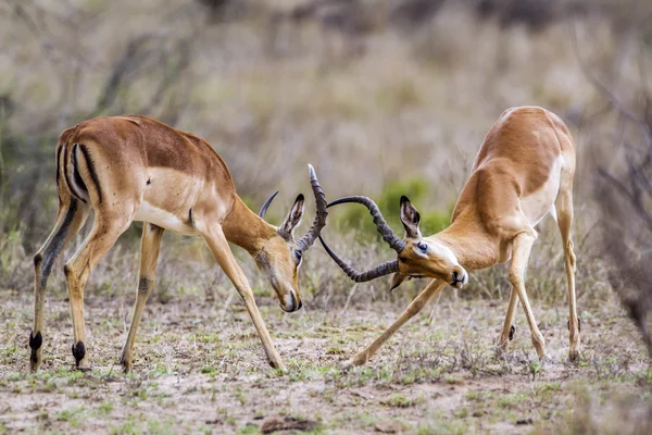 Impala en el Parque Nacional Kruger —  Fotos de Stock