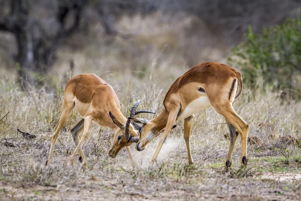 Impala im Kruger Nationalpark — Stockfoto