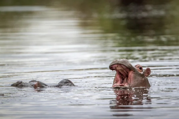 Hipopotam w Kruger National park — Zdjęcie stockowe