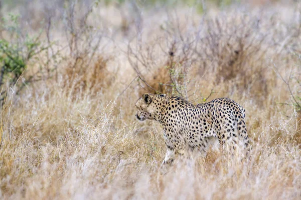 Cheetah en el Parque Nacional Kruger — Foto de Stock