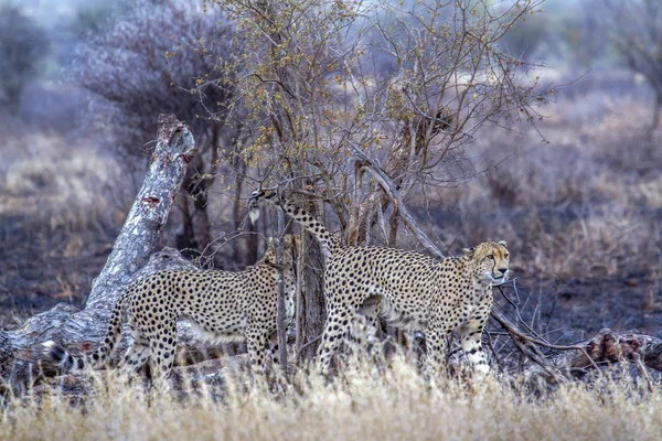 Cheetah no parque nacional de Kruger — Fotografia de Stock