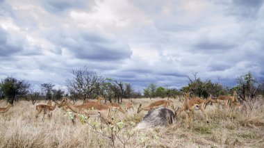 Impala Kruger National park