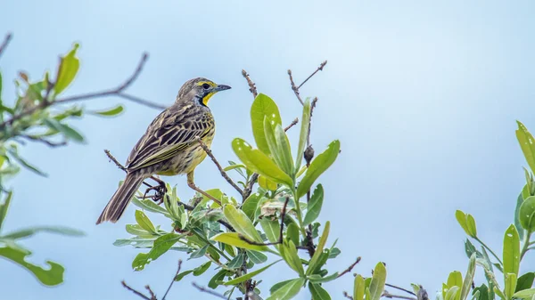 Gul Rödstrupig sporrpiplärka i Kruger National park — Stockfoto