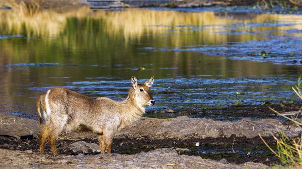 Kob śniady w Kruger National park — Zdjęcie stockowe