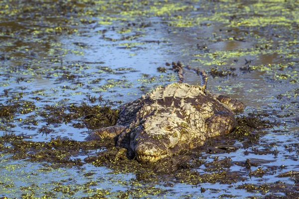 Нільський Крокодил в Національний парк Крюгера — стокове фото