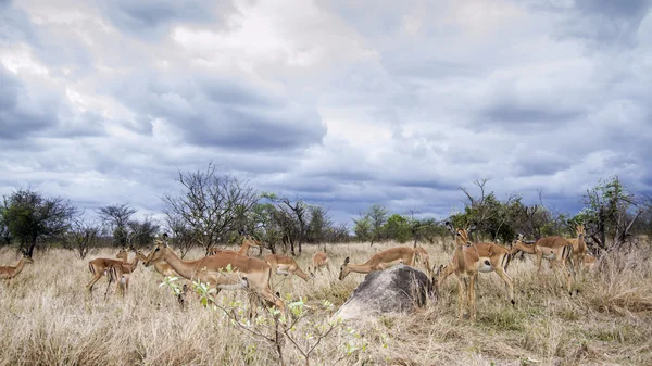 Impala Kruger National park