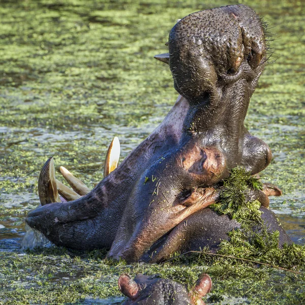 Бегемот в Национальном парке Крюгера — стоковое фото