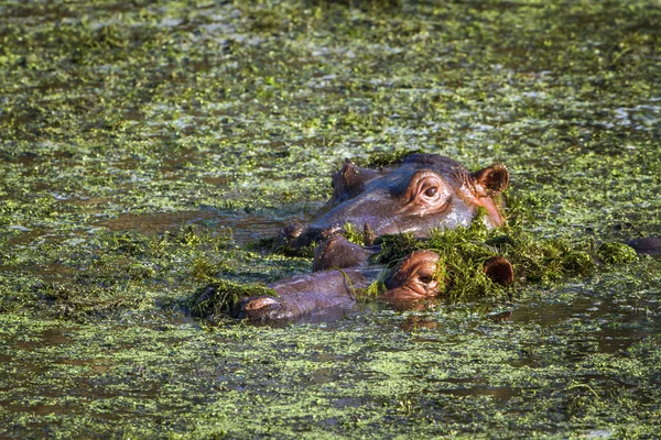 Hippopótamo no Parque Nacional Kruger — Fotografia de Stock