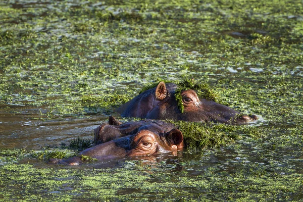 Ippopotamo nel parco nazionale di Kruger — Foto Stock