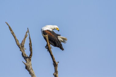 Afrika balık kartal Kruger National park
