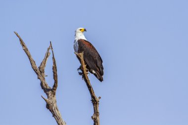 Afrika balık kartal Kruger National park