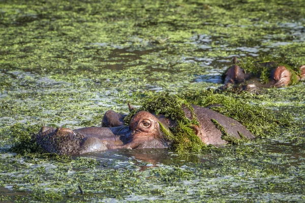 Hipopotam w Kruger National park — Zdjęcie stockowe