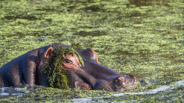 Hipopotam w Kruger National park — Zdjęcie stockowe