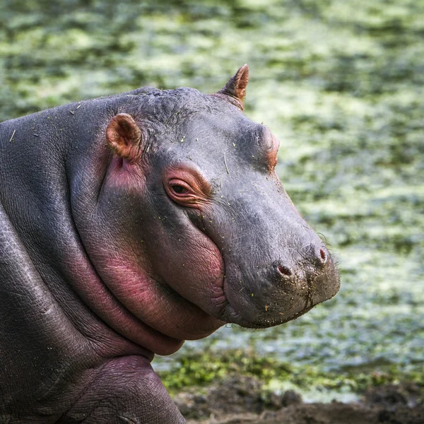 カバでクルーガー国立公園 — ストック写真