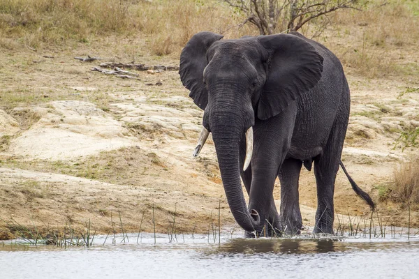 Elefante arbusto africano no parque nacional de Kruger — Fotografia de Stock