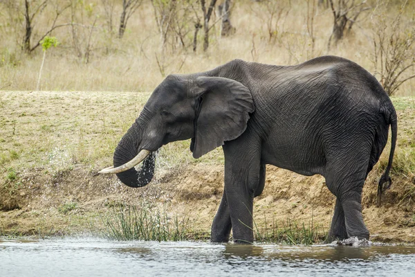 Elefante arbusto africano no parque nacional de Kruger — Fotografia de Stock