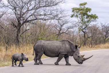 Güney beyaz gergedan Kruger National park, Güney Afrika