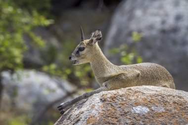 Killspringer Kruger National park, Güney Afrika