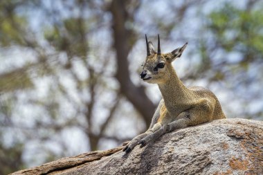 Killspringer Kruger National park, Güney Afrika