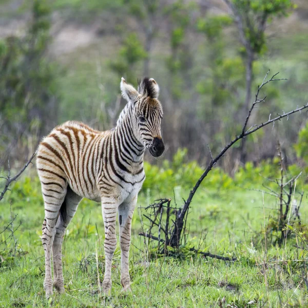 Zebra stepowa w Kruger National park, Afryka Południowa — Zdjęcie stockowe
