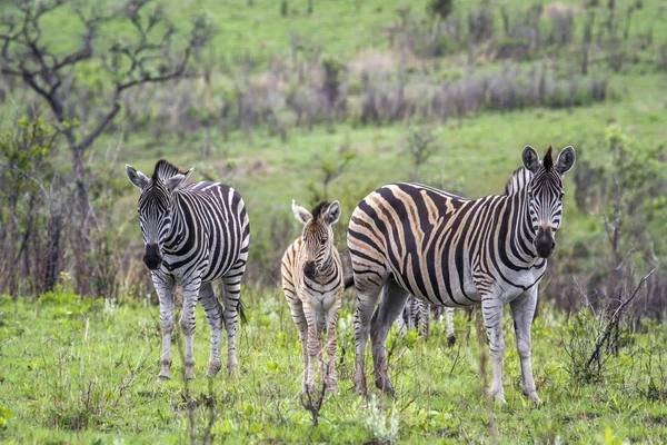 Zebra das planícies no Parque Nacional Kruger, África do Sul — Fotografia de Stock