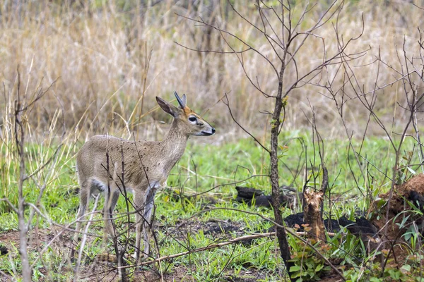 Steenbok em Kruger National Park, África do Sul — Fotografia de Stock