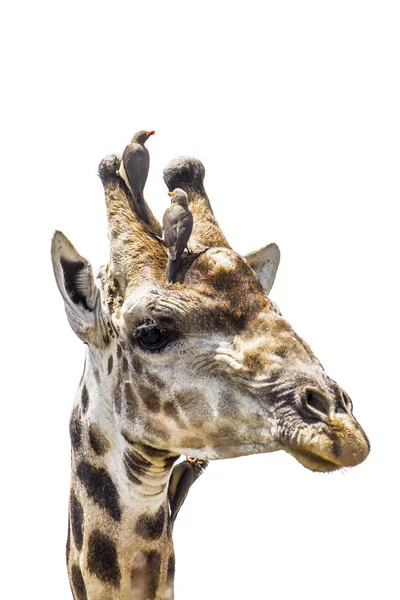 Retrato de girafa isolado em fundo branco — Fotografia de Stock