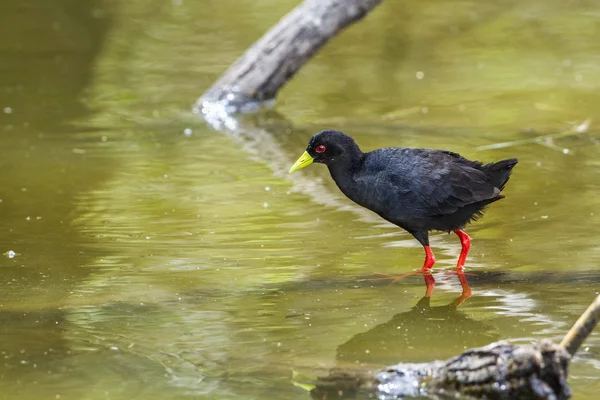 Μαύρο Crake στο εθνικό πάρκο Κρούγκερ, Νότια Αφρική — Φωτογραφία Αρχείου