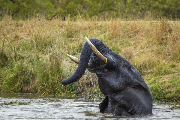 Afrikaanse bush elephant in Kruger National park, Zuid-Afrika — Stockfoto