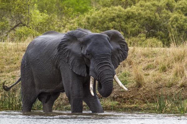 Elefante arbusto africano no Parque Nacional Kruger, África do Sul — Fotografia de Stock