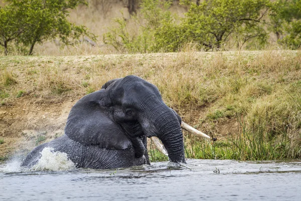 Elefante arbusto africano no Parque Nacional Kruger, África do Sul — Fotografia de Stock