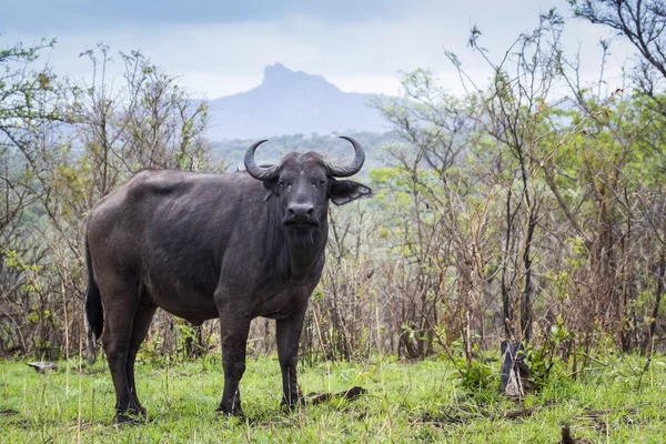 Bawół afrykański w Kruger National park, Afryka Południowa — Zdjęcie stockowe